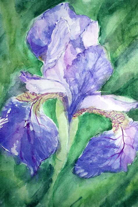 Иллюстрация Ирис (акварель) в стиле 2d, живопись | Illustrators.ru