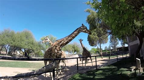 Reid Park Zoo Tucson Az Youtube