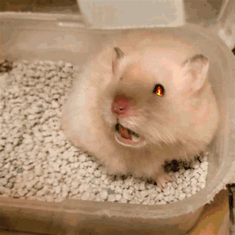 Hamster Spinning  Hamster Spinning Pet Discover Sh