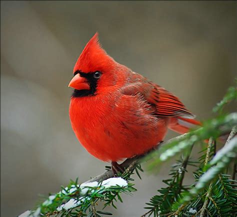 Beautiful Birds Beautiful Nature Photo 23813702 Fanpop