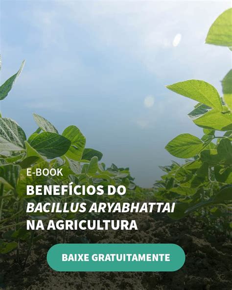 Entenda Como O Bacillus Aryabhattai Atua Na Promo O De Crescimento De