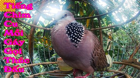 cu gay giong tho pha cuc dinh luyện giọng chim cảnh mỗi ngày với tiếng cu gáy hay YouTube