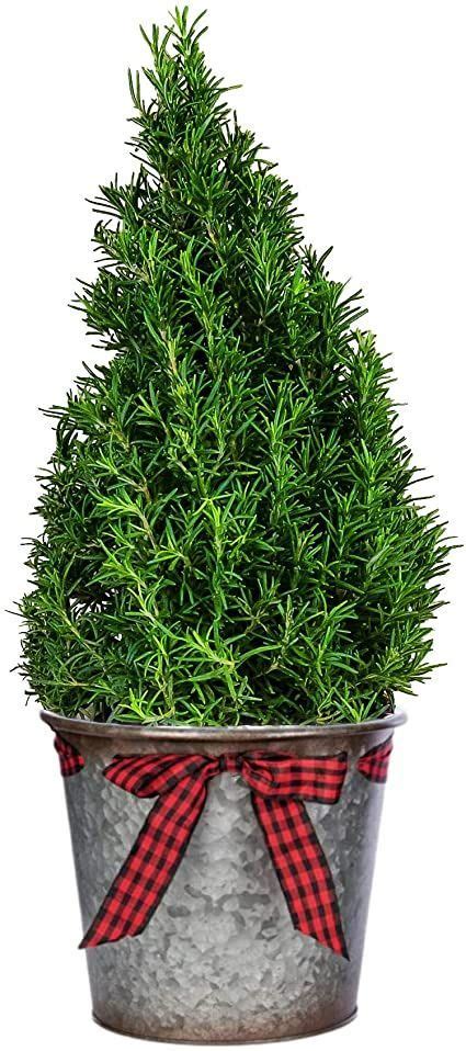 Live Potted Rosemary Tree In A Festive Holiday Tin Mini Tree