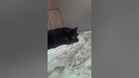 Привет это моя кошка Симка #кошка - YouTube