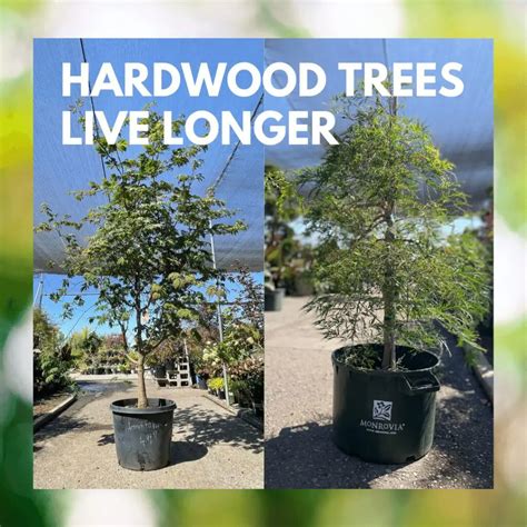 Selecting Trees For Your Backyard Payless Hardware Rockery And Nursery