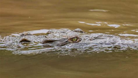 Les crocodiles sont-ils des amphibiens ou des reptiles ? (expliqué