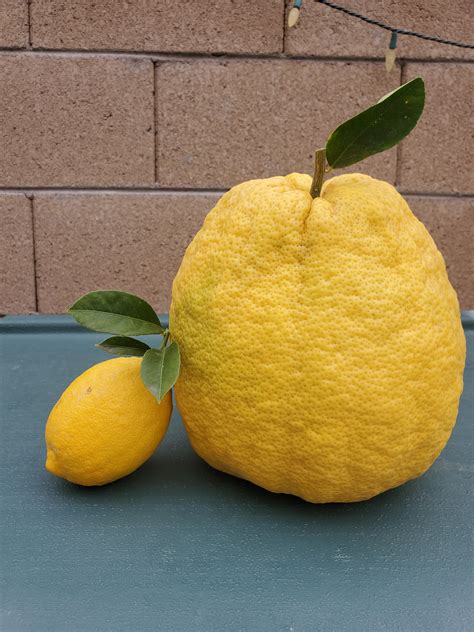 409 best Ponderosa images on Pholder | Survivor, Marijuanaenthusiasts