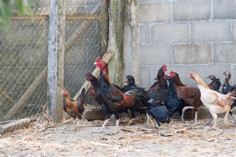12 Common Chicken Sounds And Noises And What They Mean