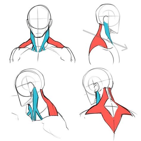 neck drawing reference
