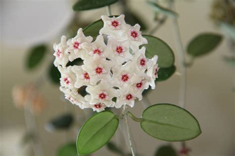 Хойя матильда описание уход