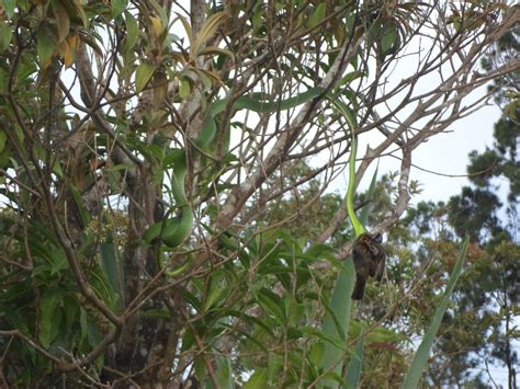 Green Vine Snake From Provincia De Puntarenas Costa Rica On November