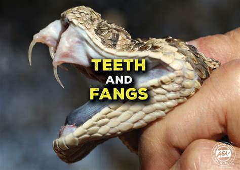 can snake biting cheap 12