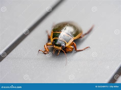 Great Diving Beetle Dytiscus Marginalis Male Hunting On Carassius