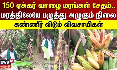 150 ஏக்கர் வாழை மரங்கள் சேதம் மரத்திலேயே பழுத்து அழுகும் நிலை