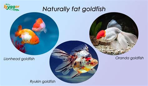 How to Take Care of Fat Goldfish - hygger