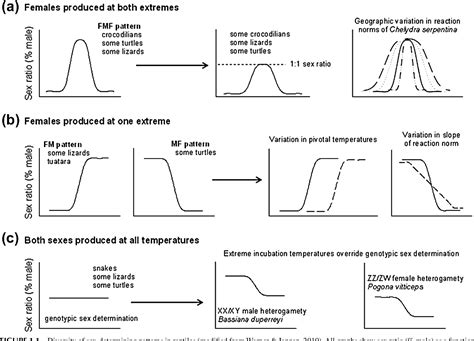 Figure 11 From Chapter 1 Sex Determination In Reptiles Semantic Scholar