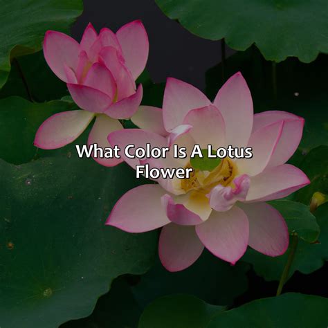 What Color Is A Lotus Flower - colorscombo.com