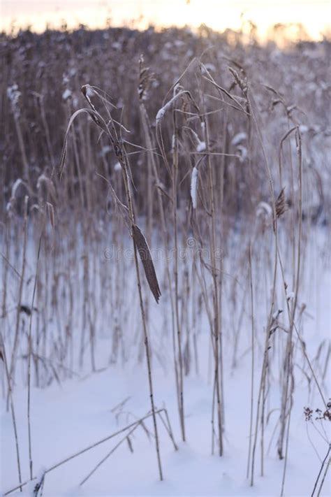 Ice-Kissed Sunset Elegance: a Sweet Symphony in Winter Stock Photo ...