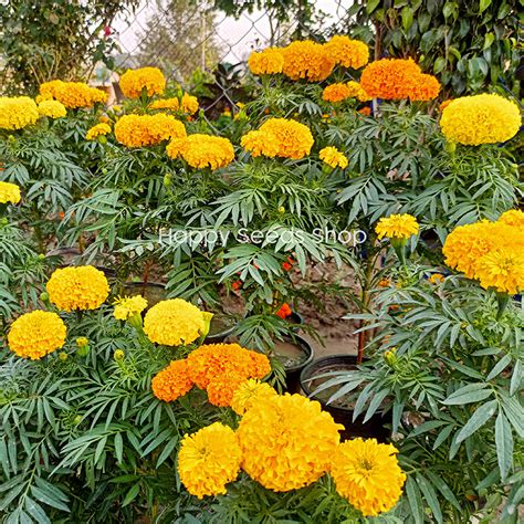 Marigold Inca F1 Hybrid Mix Happy Seeds Shop