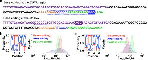 Diversifying Utr And Promoter By Better For Regulating Gene