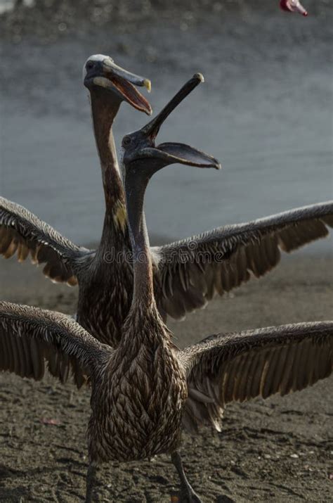 Brown Pelican Pelecanus Occidentalis Stock Photo Image Of