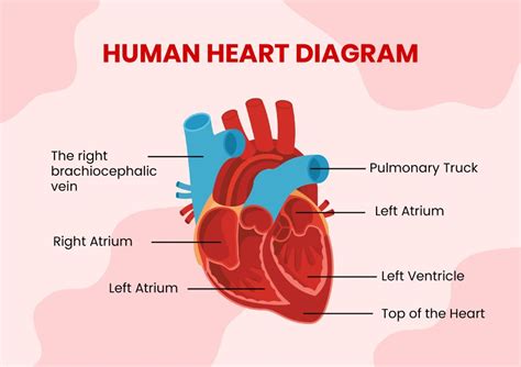 Simple Heart Diagram Template In Word Download