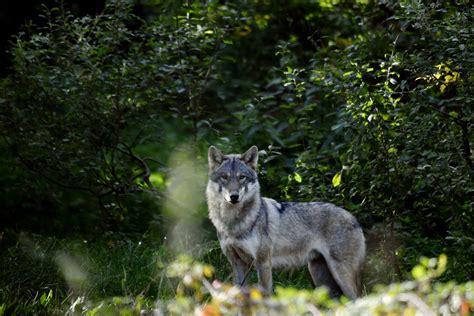 haute loire lobservatoire du loup denonce les tirs de defense