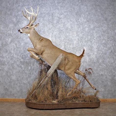 Whitetail Deer Life Size Mount Deer Mounts Taxidermy Taxidermy Display