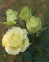 Obituary Of Ann Louise Mangis Beck S Tribute Center Edmonds Wa