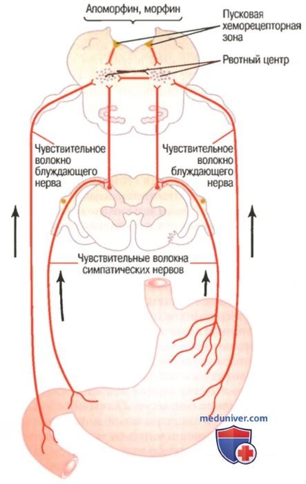 Акт рвоты. Этапы рвоты и причины тошноты