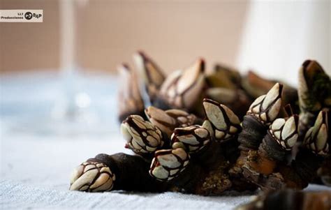 C Mo Cocer Percebes Para Que Queden Perfectos Receta F Cil De Marisco