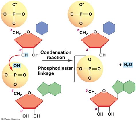 The reaction where a phosphate groups bond to a nucleotides to form a ...