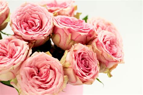 Roze Bilder – Durchsuchen 6,740 Archivfotos, Vektorgrafiken und Videos ...