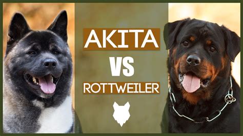 Akita Vs Pitbull Who Would Win