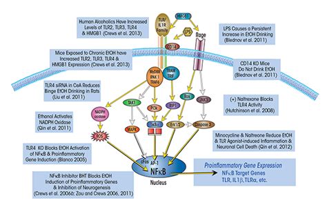 Neuroimmune Function And The Consequences Of Alcohol Exposure Alcohol