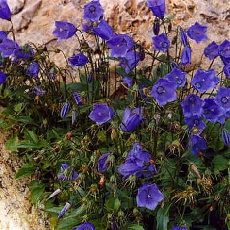 Rastlina - Trajnice - Zvončnica - Spletna vrtnarija