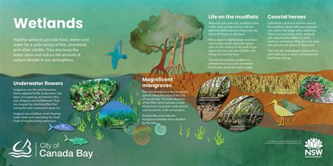 Environmental Signage Mangroves Saltmarsh Wetlands