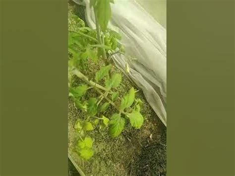 Важная подкормка для томатов - YouTube