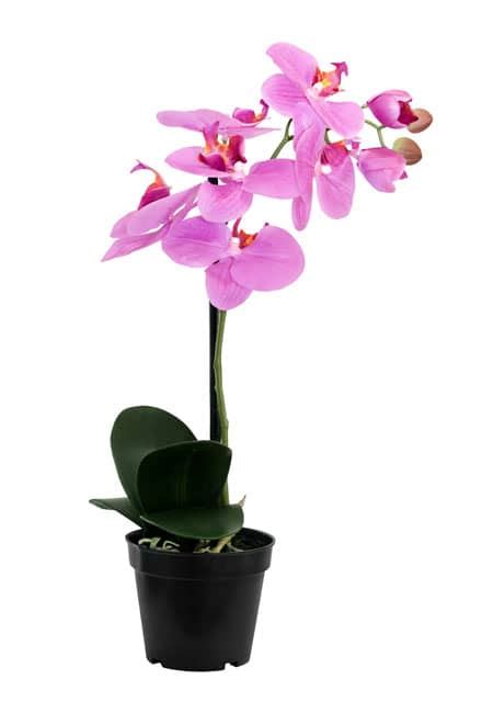 Künstliche Orchideen online kaufen wie echt wirken