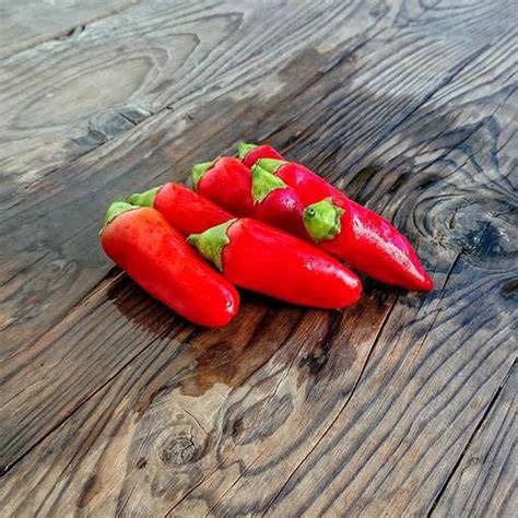Hot Burrito Chili Pepper Meraki Seeds