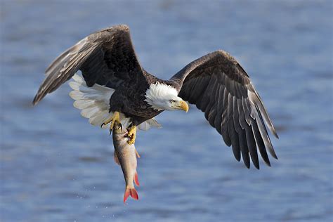 Bald Eagle Catching A Big Fish Photograph by Jun Zuo - Pixels