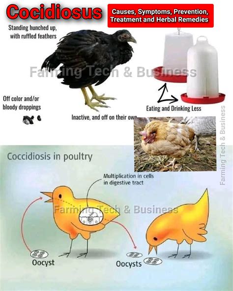 Farming - COCCIDIOSIS IN CHICKENS: CAUSES, SYMPTOMS, PREVENTION