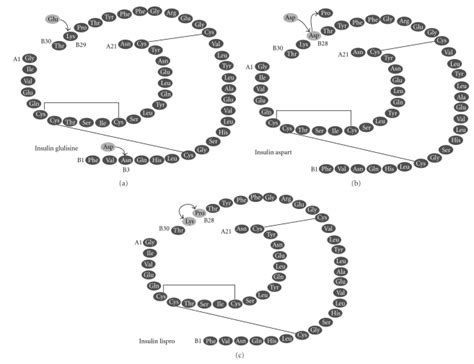 The Amino Acid Structure Of Rapid Acting Insulin Analogues The