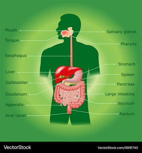 Human Digestive System Royalty Free Vector Image