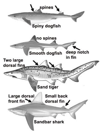 Meet the Sharks of Long Island Sound – Long Island Boating World