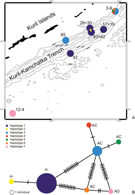 A New Predator Connecting The Abyssal With The Hadal In The Kuril