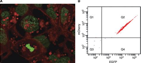 Figure 1 From PiggyBac Transposon Mediated Reversible Gene Transfer In