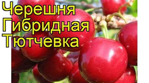 Черешня гибридная Тютчевка. Краткий обзор, описание характеристик, где ...