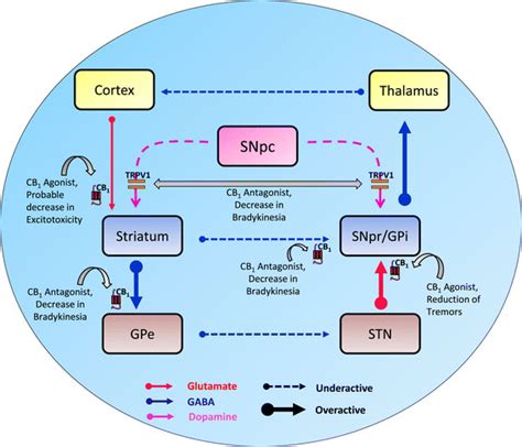 Basal Ganglial Circuitry In Parkinsons Disease Pd And Tentative