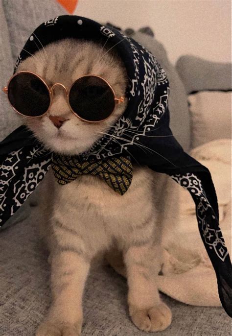 Cute Cat With Glasses